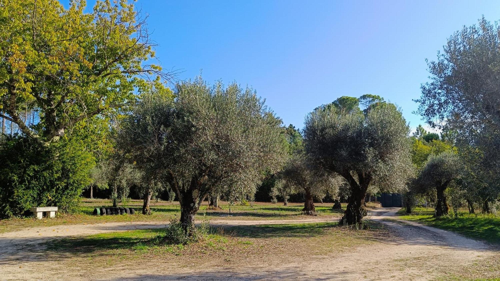 Quinta Da Pedra Mija Guest House Santar Luaran gambar
